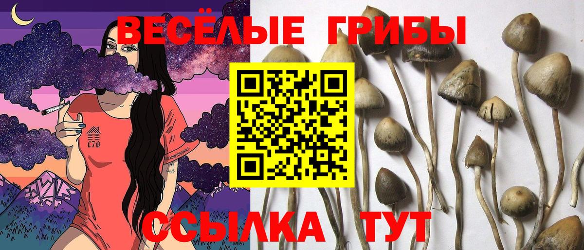 Галлюциногенные грибы MAGIC MUSHROOMS Черняховск